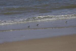 seagulls och Övrig fåglar se för mat på de hav, natur boka foto