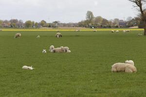 norr holland landskap i de vår, får och lamm i de fält foto