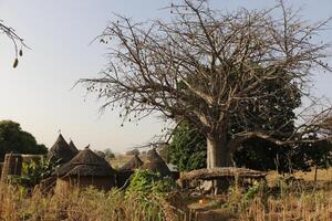 tata somba byar i de norr av benin foto