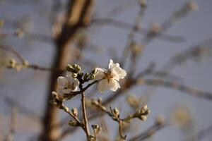 blomning mandel blommor foto