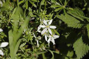 vita vårblommor foto