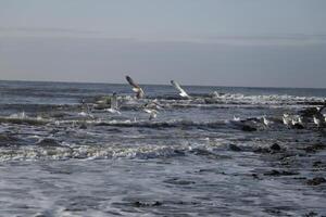 seagulls flygande ovan de norr hav, nederländerna foto