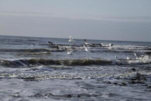 seagulls flygande ovan de norr hav, nederländerna foto