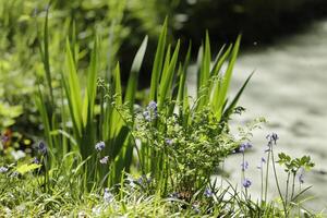 små sjö i de skog, annorlunda flora, kärr ringblomma foto