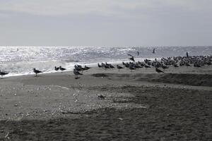 seagulls på de strand och i de himmel foto