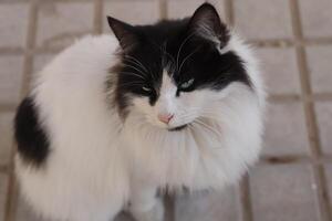 porträtt av en svart och vit katt, foto