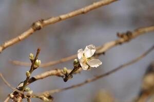 blomning mandel blommor foto