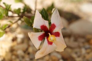 röd vit hibiskus blomma foto