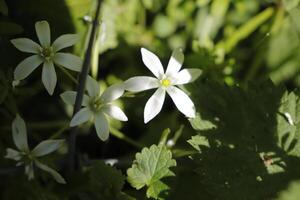 vita vårblommor foto