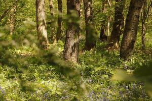 skog med ormbunke och blå klockorna foto