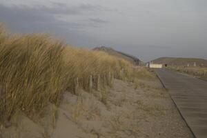 väg i de sanddyner, nederländerna foto