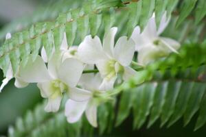 tropisk blommor, koh samui ö, thailand foto