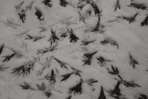 fotspår i de snö, fåglar foto