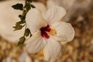 röd vit hibiskus blomma foto