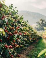 kaffe körsbär bruka i guatemala, jordbruks landskap foto