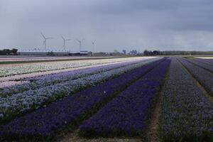 blomma fält, tulpaner, hyacinter, regnig himmel, nederländerna foto