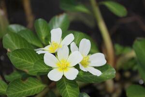 frangi pani blommor foto