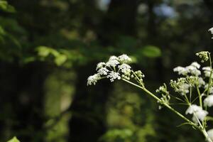 vita vårblommor foto