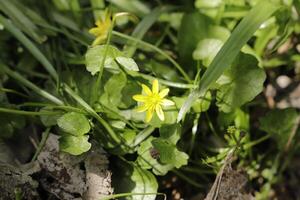 små sjö i de skog, annorlunda flora, kärr ringblomma foto