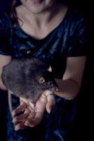 en berkshire standard råtta cuddles med dess ägare foto