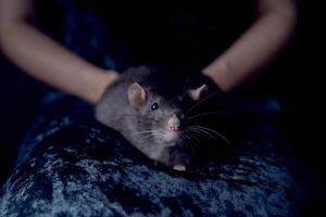 en berkshire standard råtta cuddles med dess ägare foto