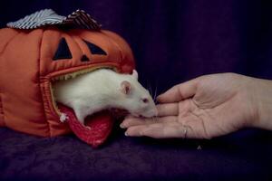 albino standard råtta döljer i de säng hus i de form av en pumpa foto