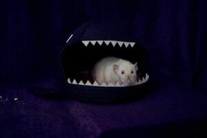 en siamese dumbo råtta är dölja i de hajens säng hus foto