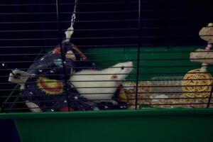 en sällskapsdjur råttor i en bur för små för liv foto