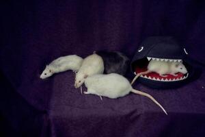 frågvis sällskapsdjur råttor springa runt om de säng, en hus i de form av en haj foto