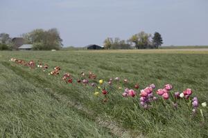 blommande zijpe händelse, var du kan ta en promenad genom de tulpaner och Övrig blomma Glödlampa fält foto