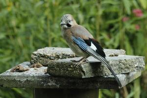 färgrik jay fågel foto