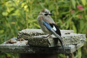 färgrik jay fågel foto