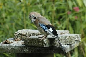 färgrik jay fågel foto