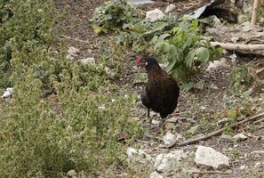 kyckling promenader fri i natur foto