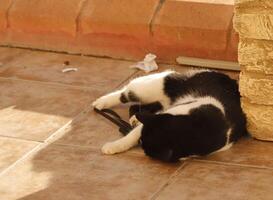 svart och vit katt, katt spelar foto