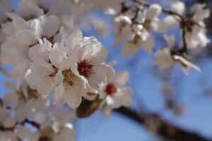 blomning mandel blommor foto