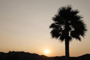 silhuett av bergen och handflatan träd, solnedgång i de berg, Spanien foto