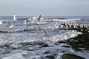 vågbrytare med seagulls foto