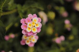 gul rosa lantana blommor foto