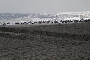 seagulls på de strand och i de himmel foto