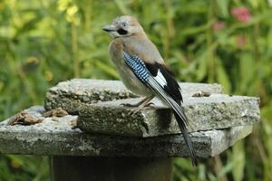 färgrik jay fågel foto