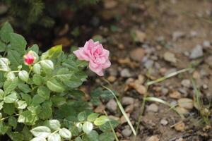 rosa rosor i trädgården foto