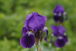 blå iris, iris en verklig vår blomma foto