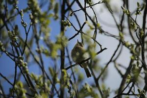 migrerande fåglar i en träd, fauna i de zwanenvatten natur boka i norr holland, de nederländerna. massor av annorlunda fåglar till ser. foto