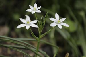 vit blommor i de vår, de nederländerna foto