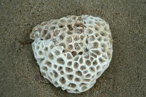 stänga upp av en bit av korall, sand, strand foto