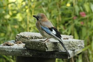 färgrik jay fågel foto