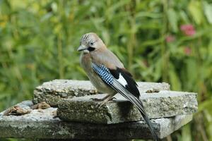 färgrik jay fågel foto