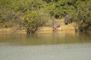 flodhäst i pendjari np i de norr av benin, väst afrika foto