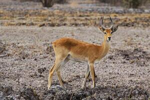 impala, rådjur i de vildmark av pendjari np, benin foto